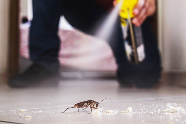 Best Emergency Pest Control  in Rutland, VT